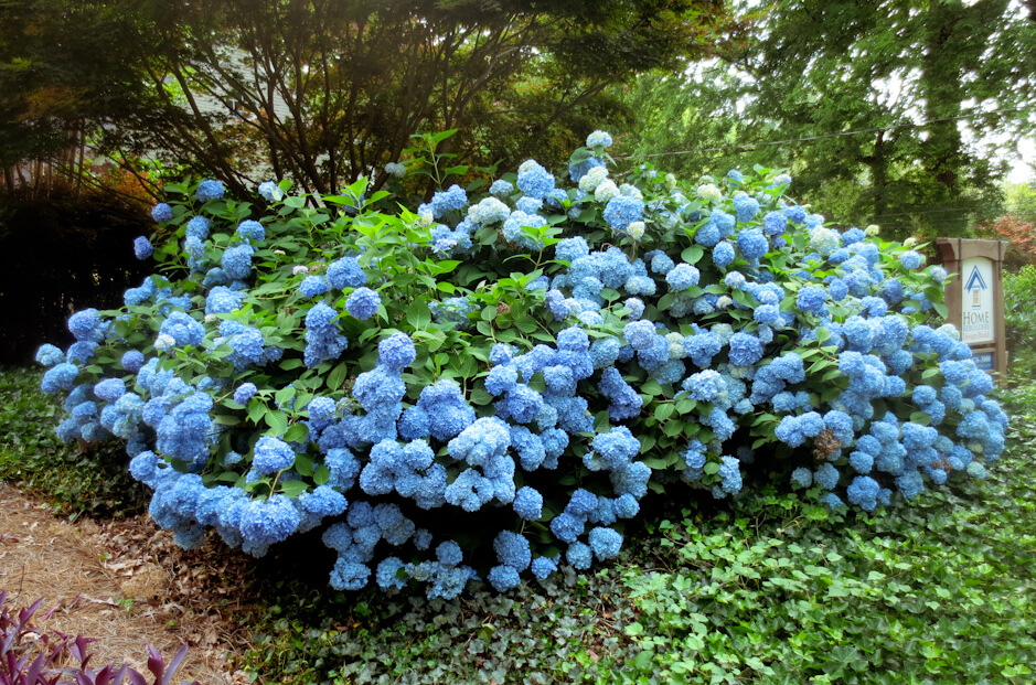 Atlanta hydrangeas