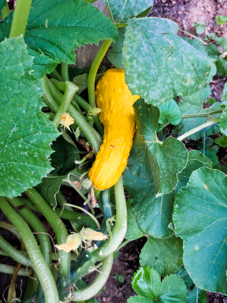 East Lake Community Garden in Atlanta, GA | tide & bloom East Lake Community Garden in Atlanta, GA | tide & bloom