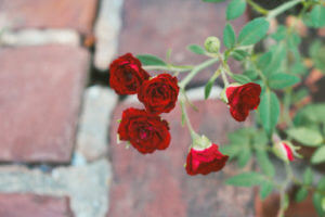 oakland-cemetery-5a