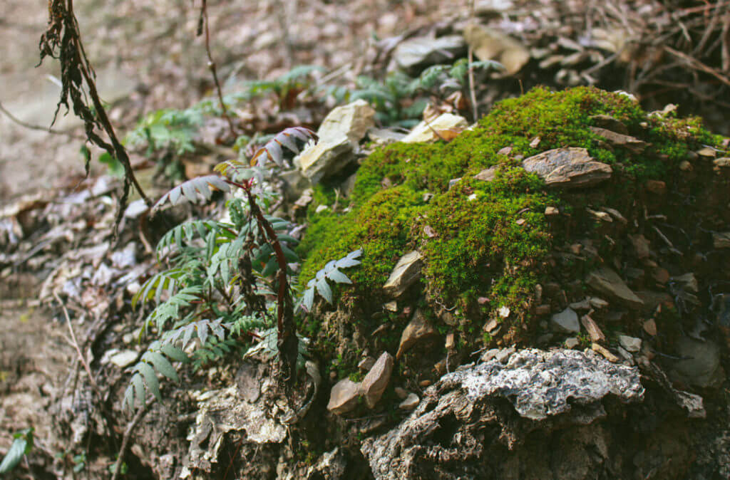 signal-mountain-tennessee-6a